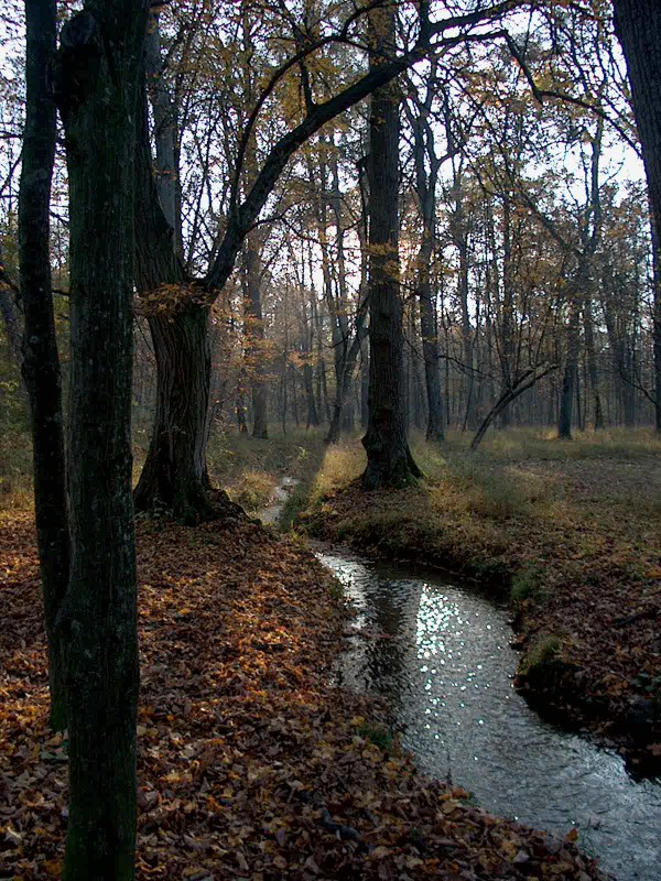 Nyphenburger Park 050 